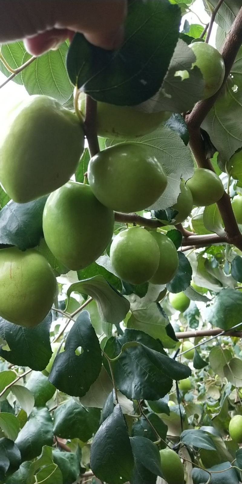 广东湛江雷州青蜜枣