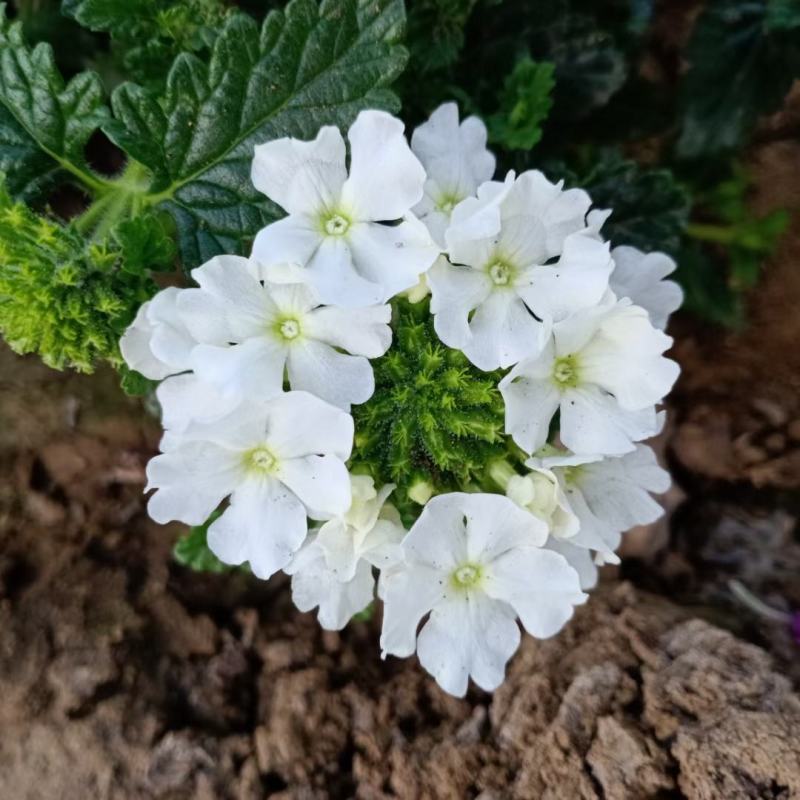 美女樱宿根美女樱常年开花花期超长