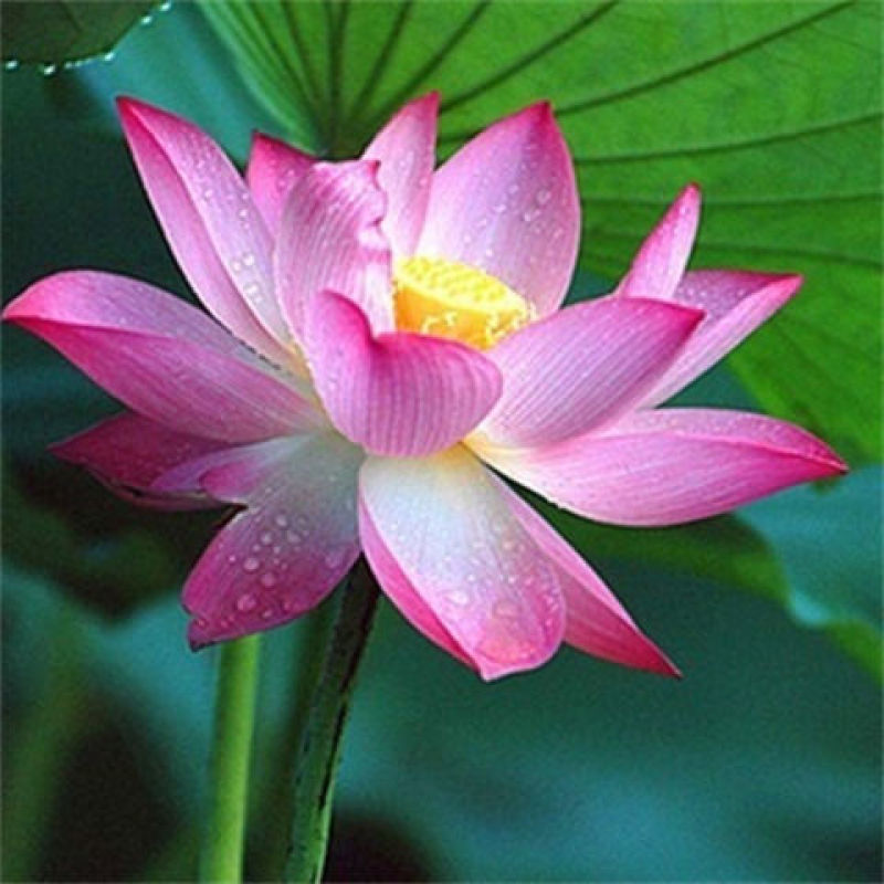 大型观赏荷花种盆栽莲藕根种植荷花苗莲