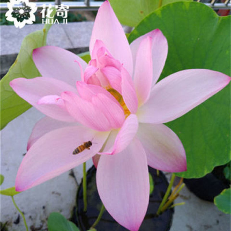 大型观赏荷花种盆栽莲藕根种植荷花苗莲