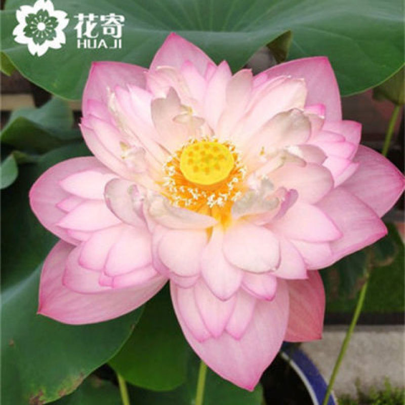 大型观赏荷花种盆栽莲藕根种植荷花苗莲