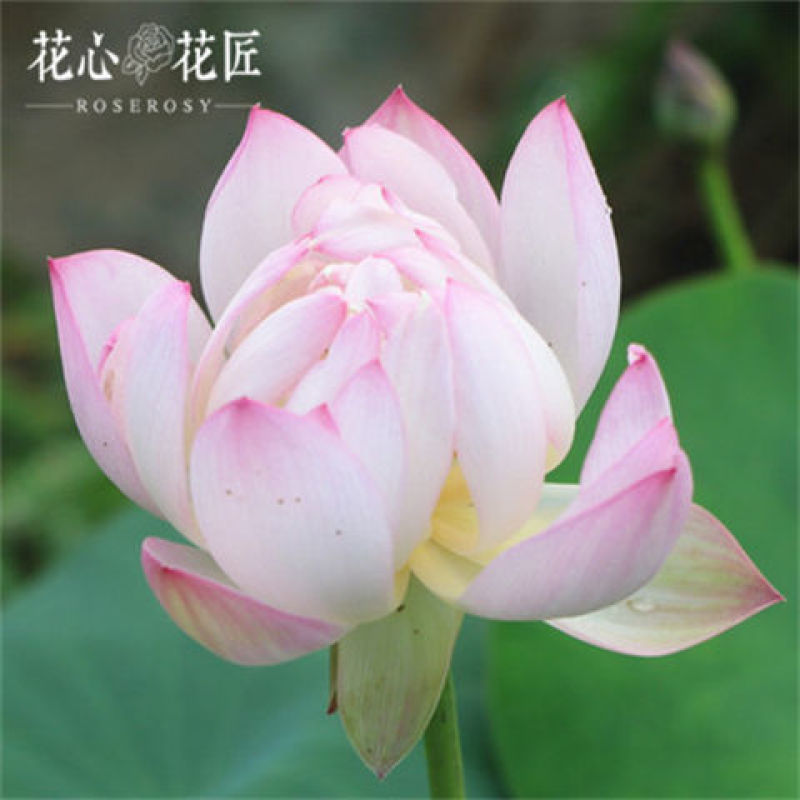 大型观赏荷花种盆栽莲藕根种植荷花苗莲