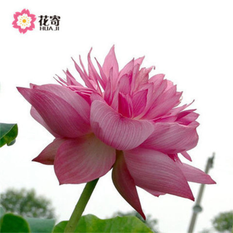 大型观赏荷花种盆栽莲藕根种植荷花苗莲