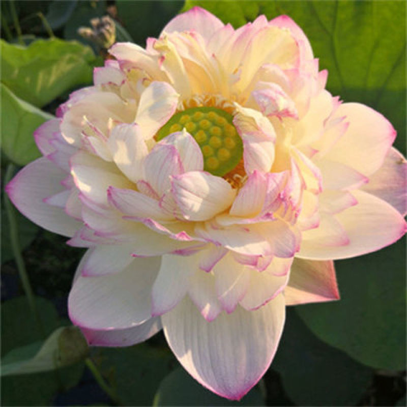 大型观赏荷花种盆栽莲藕根种植荷花苗莲