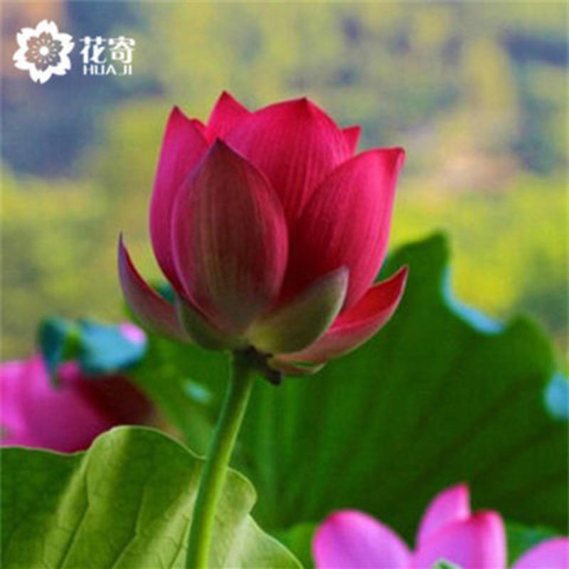 大型观赏荷花种盆栽莲藕根种植荷花苗莲