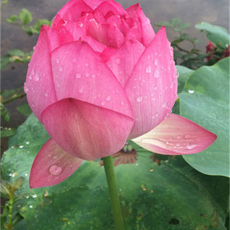 大型观赏荷花种盆栽莲藕根种植荷花苗莲