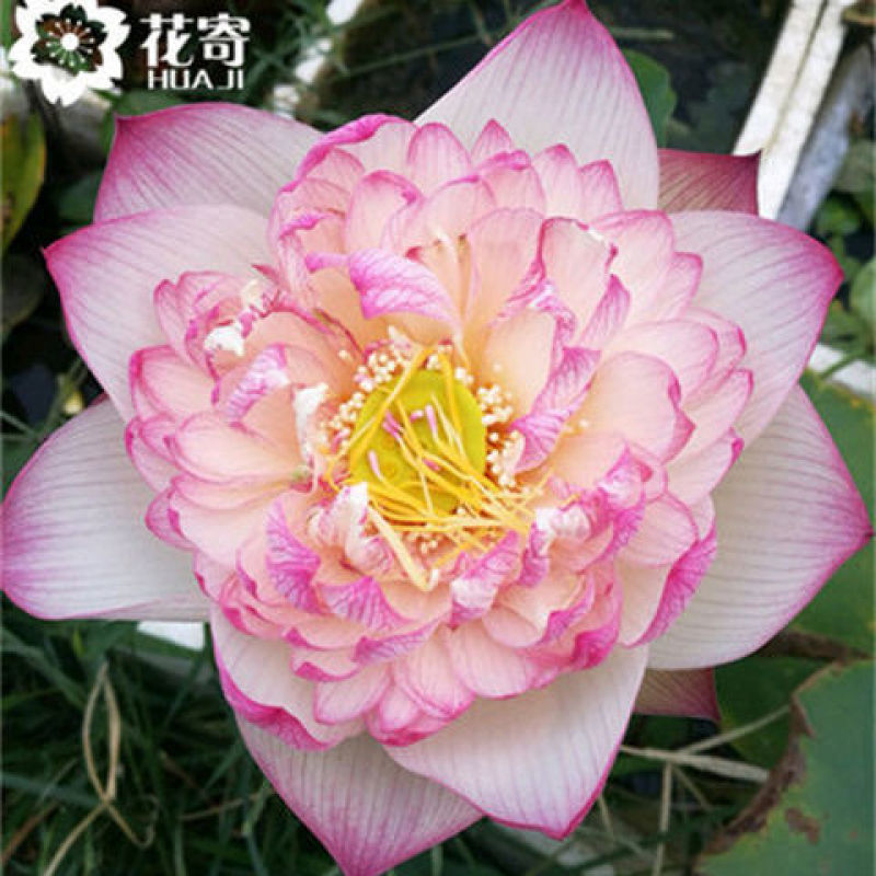 大型观赏荷花种盆栽莲藕根种植荷花苗莲