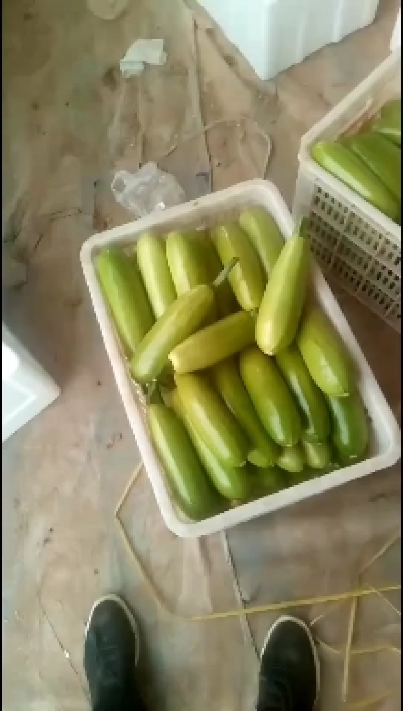 绿皮西葫芦颜色亮，质量有保证，上货量大