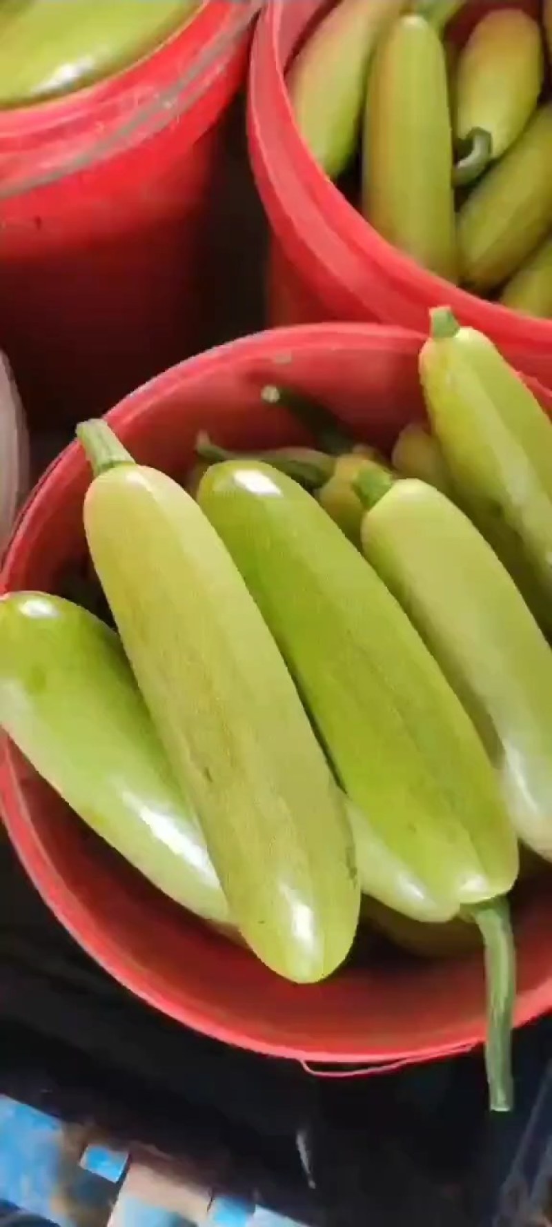 绿皮西葫芦颜色亮，质量有保证，上货量大