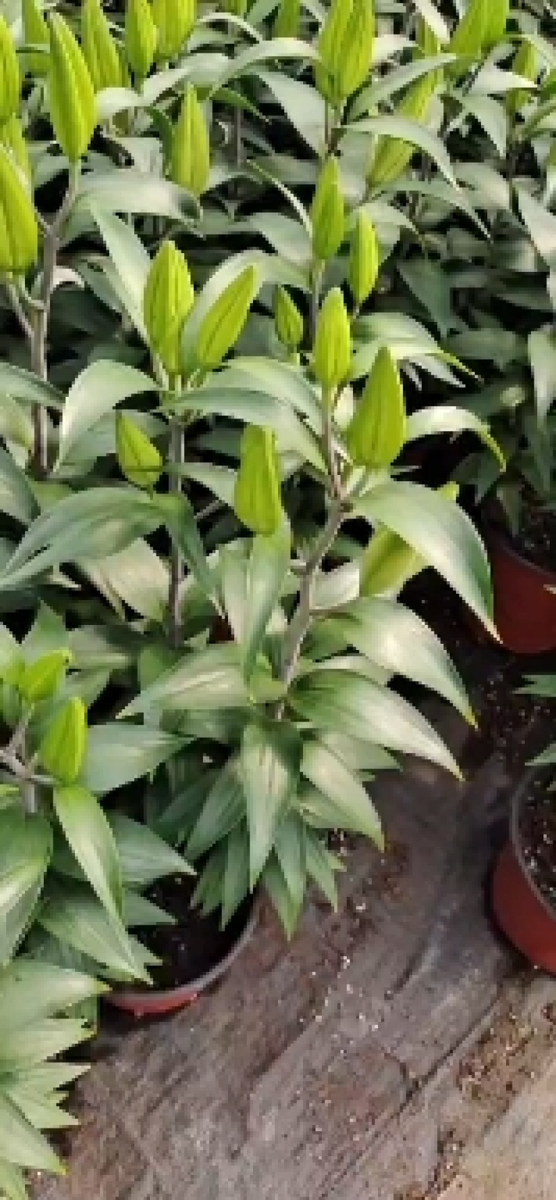 荷兰百合花香水百合颜色多基地大量供应诚信经营