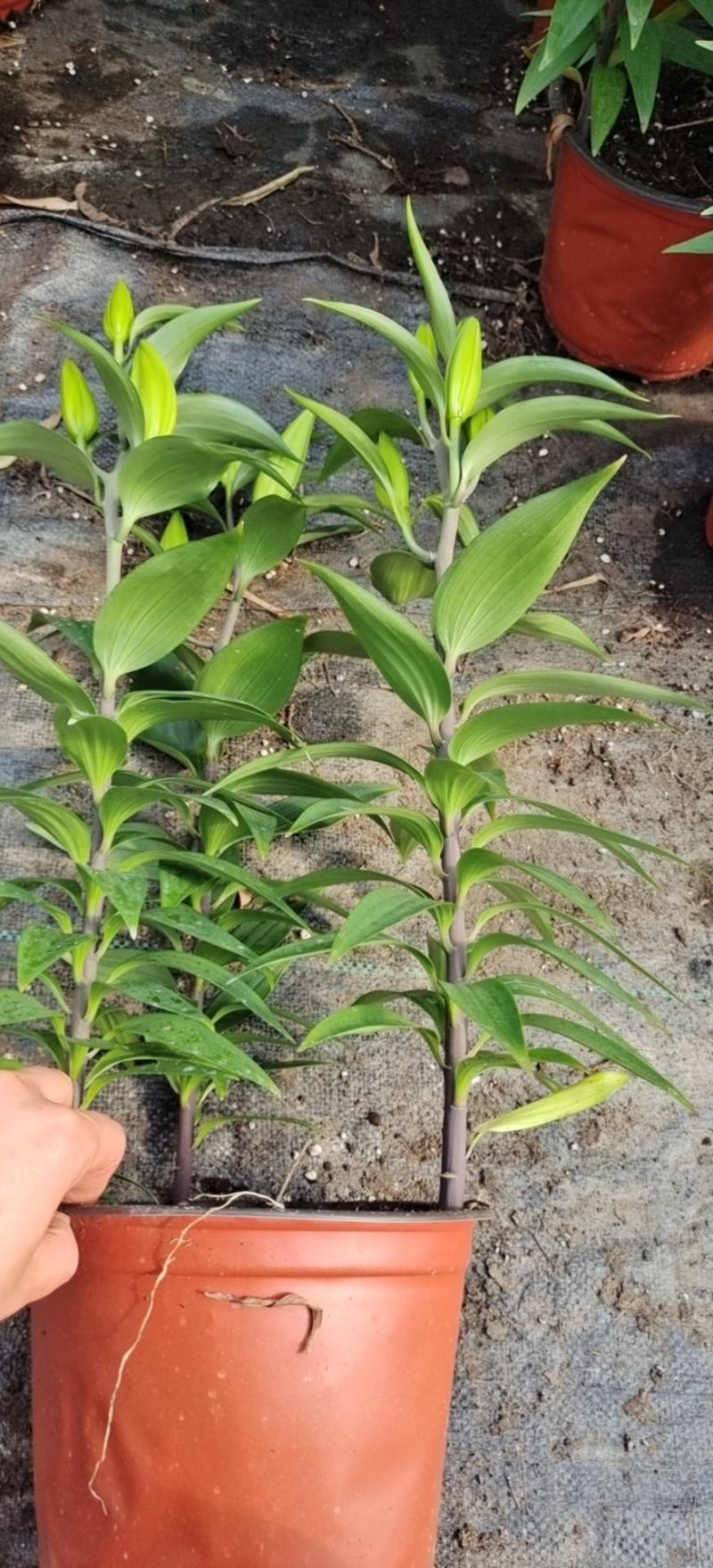 荷兰百合花香水百合颜色多基地大量供应诚信经营