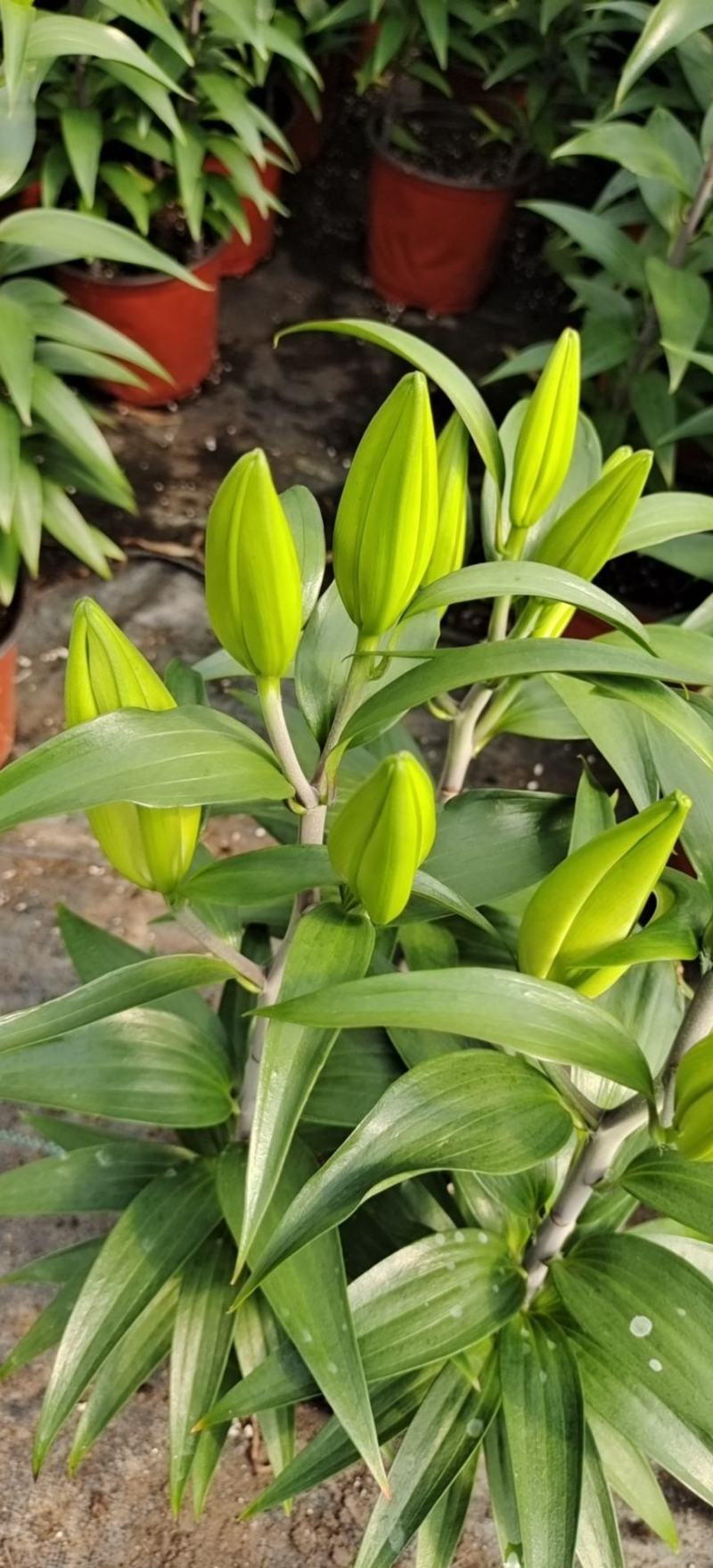荷兰百合花香水百合颜色多基地大量供应诚信经营