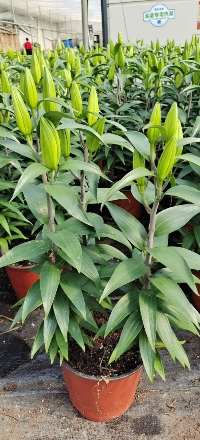 荷兰百合花香水百合颜色多基地大量供应诚信经营