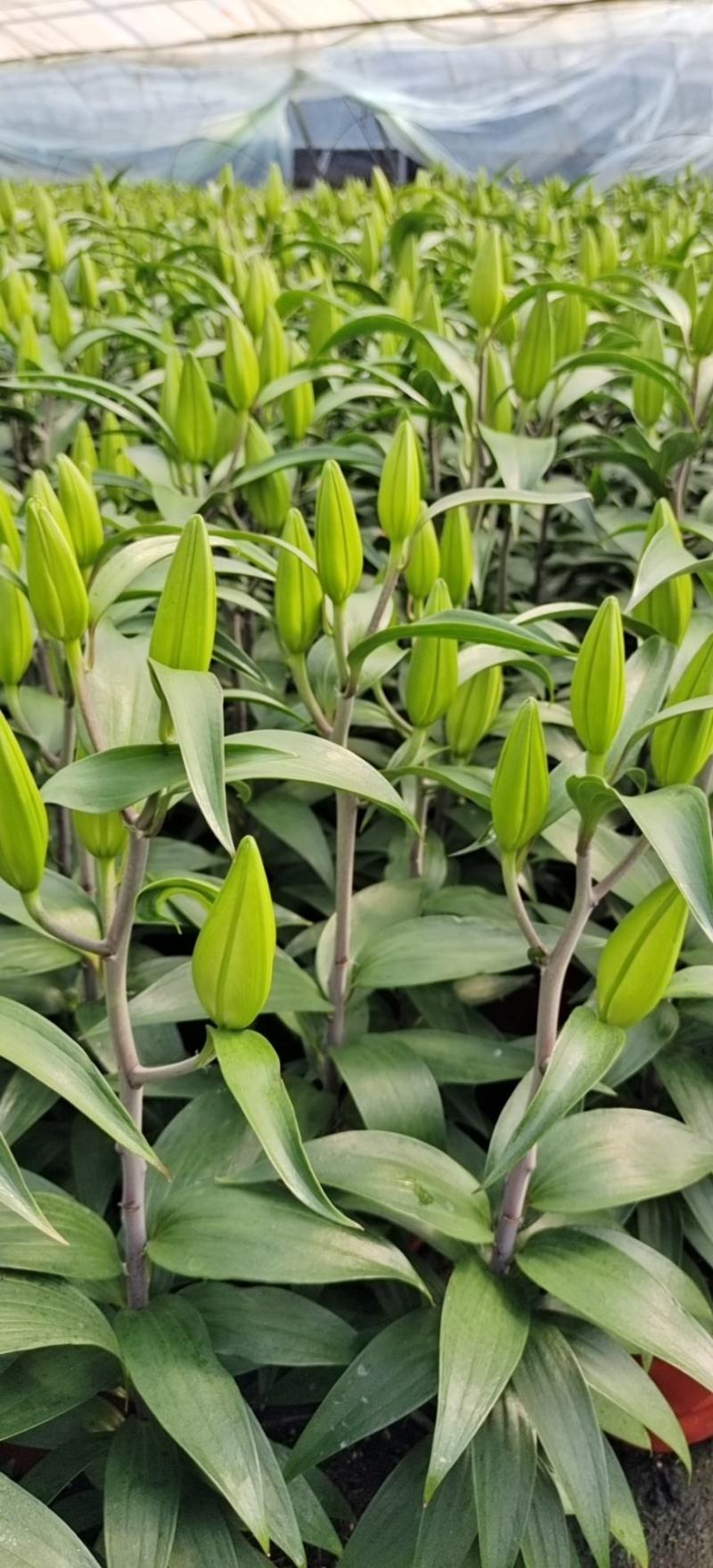 荷兰百合花香水百合颜色多基地大量供应诚信经营