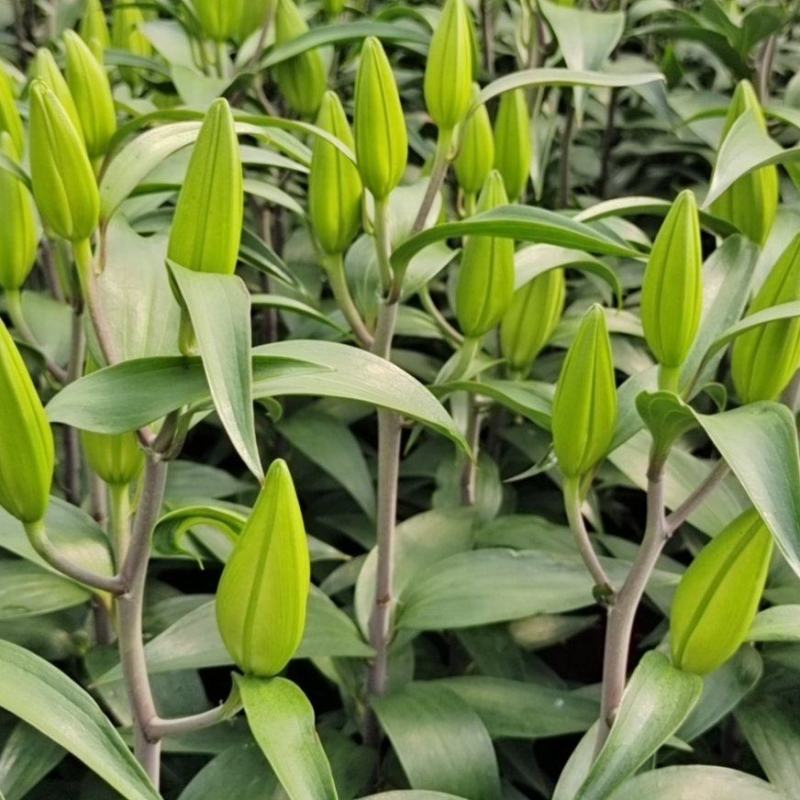 荷兰百合花香水百合颜色多基地大量供应诚信经营