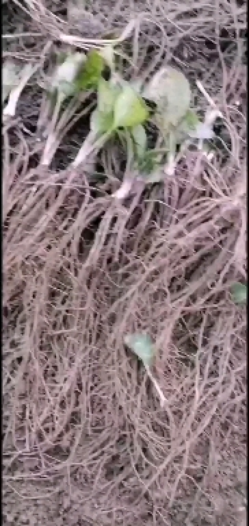 出售东北辽优质北苍术苗质量保证，价格优惠，欢迎大家来咨询