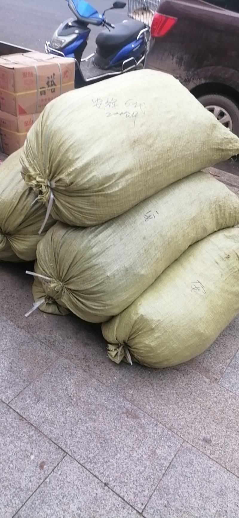 出售东北辽优质北苍术苗质量保证，价格优惠，欢迎大家来咨询