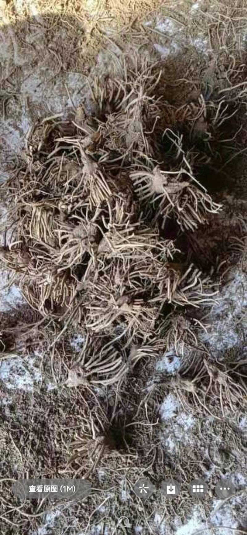 出售东北辽优质北苍术苗质量保证，价格优惠，欢迎大家来咨询