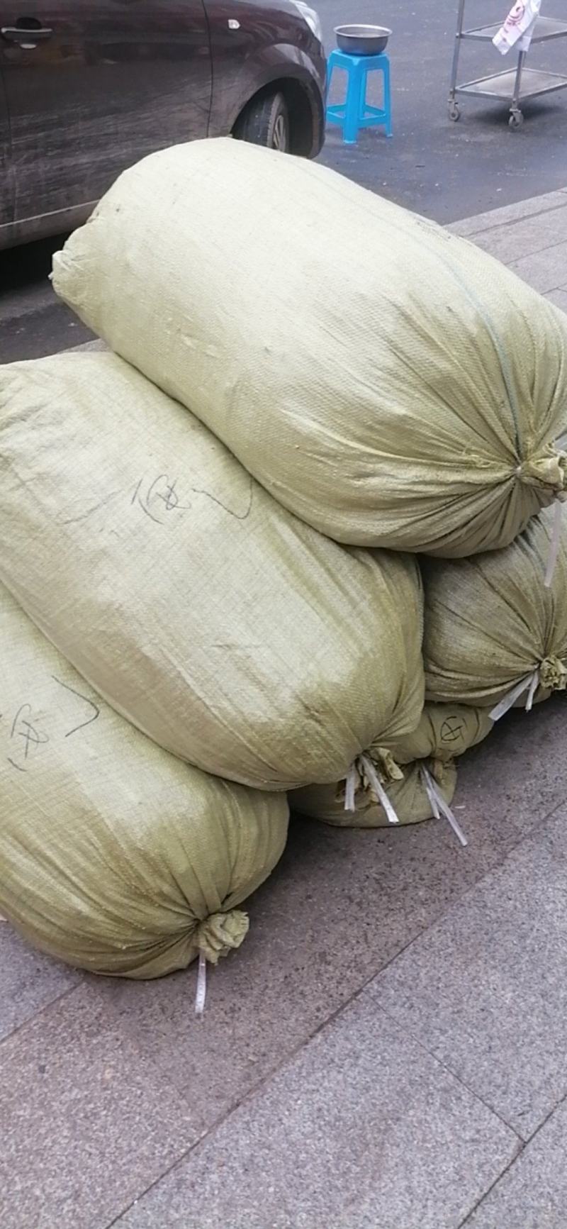 出售东北辽优质北苍术苗质量保证，价格优惠，欢迎大家来咨询