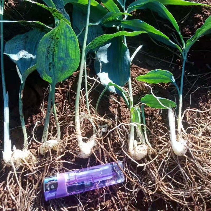 大别山姜形甜黄精倒苗品种药典品种