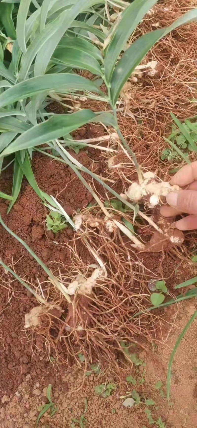 大别山姜形甜黄精倒苗品种药典品种