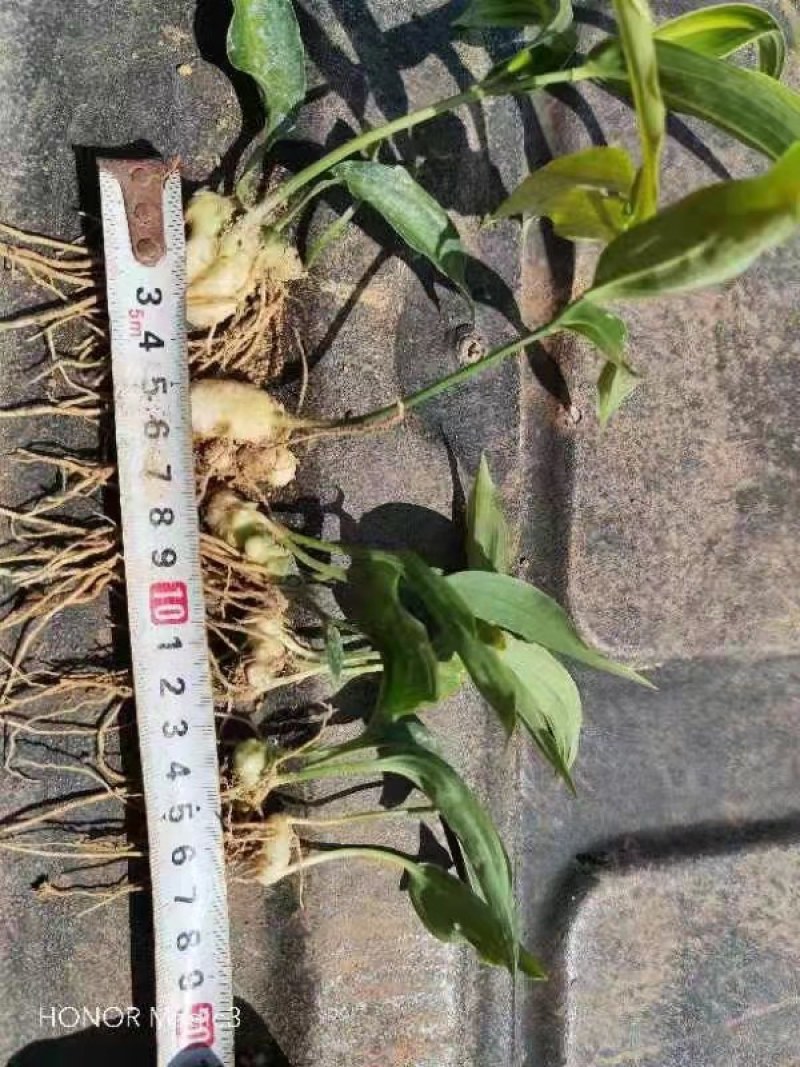 大别山姜形甜黄精倒苗品种药典品种