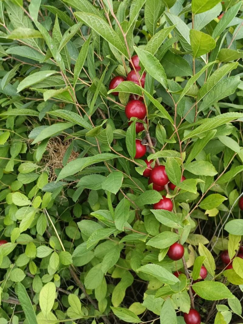钙果苗，钙果苗基地，钙果苗低价出售，钙果苗量少可包邮