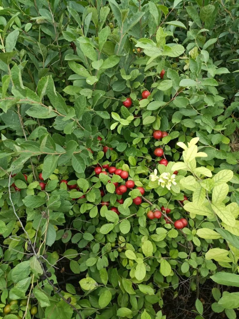 钙果苗，钙果苗基地，钙果苗低价出售，钙果苗量少可包邮