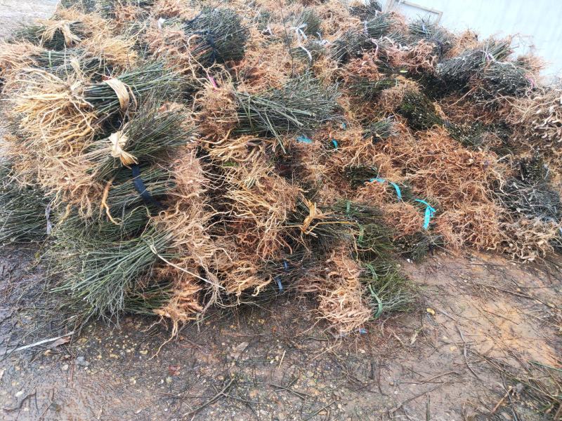 岗梅苗又叫称星树、青皮柴，江西产地正宗尖叶青皮岗梅