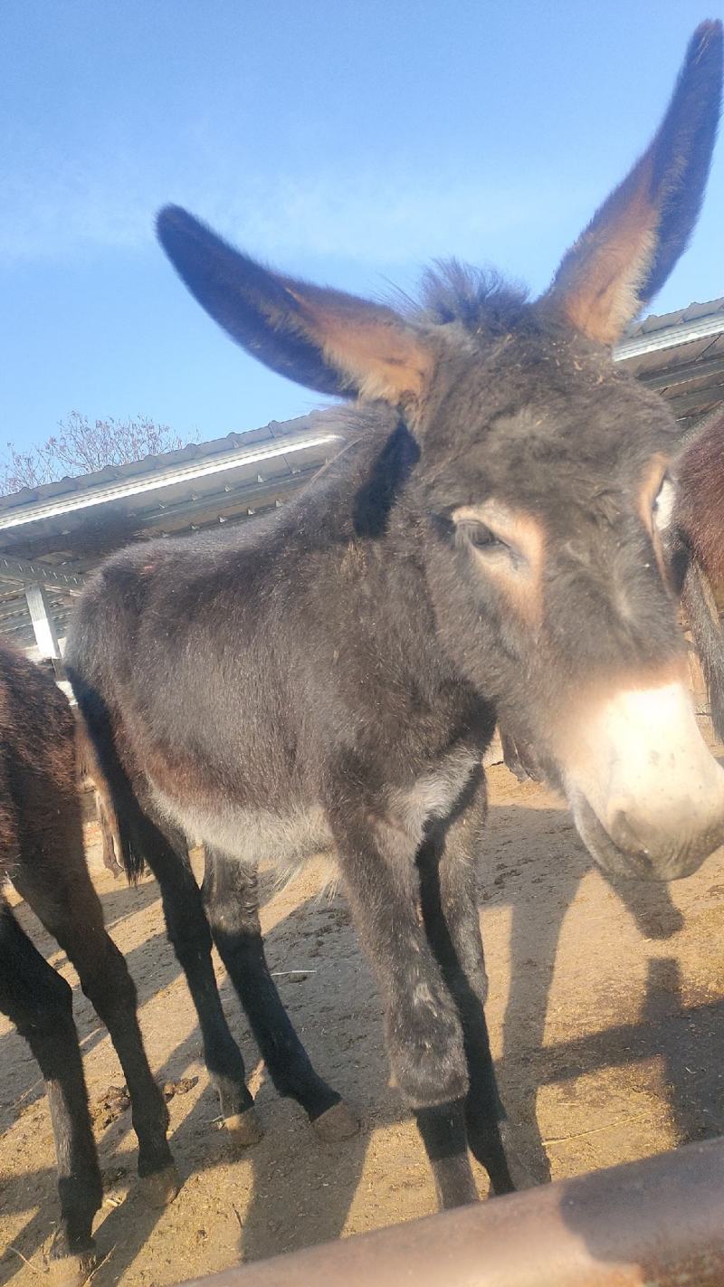 【实力推荐】肉驴苗德州驴改良肉驴苗包技术包成活