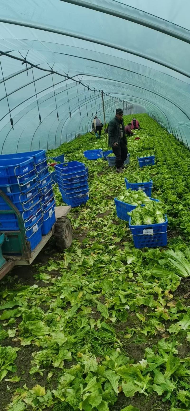 意大利和四季生菜，自己家种的品质保证，半斤至一斤左右