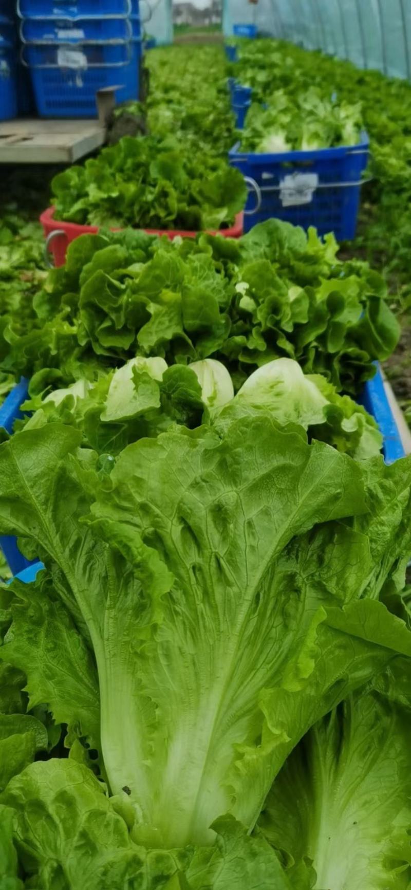 意大利和四季生菜，自己家种的品质保证，半斤至一斤左右