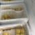 小菠萝迷你小菠萝基地直供一手货源大量有货诚信经营