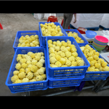广东徐闻小菠萝香甜可口基地大量有货可供商超团购