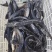 鲟鱼各种规格齐全，常年供应，质量优，价格低