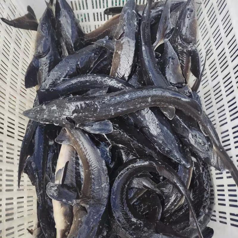 鲟鱼各种规格齐全，常年供应，质量优，价格低