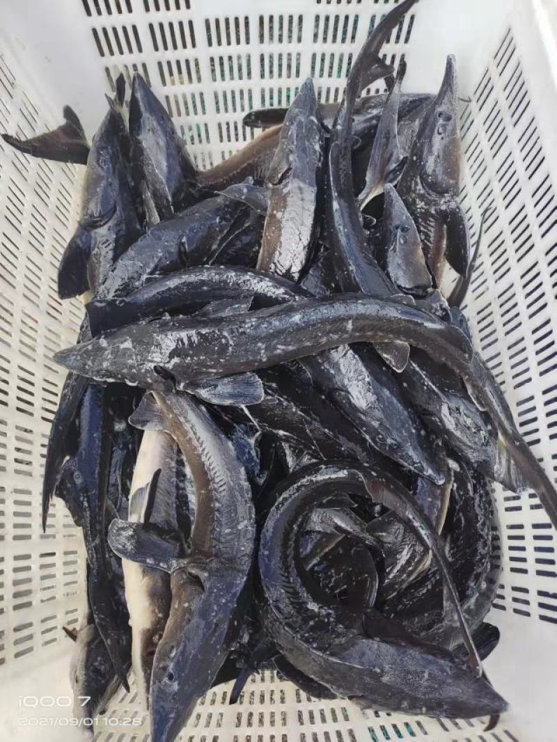 鲟鱼各种规格齐全，常年供应，质量优，价格低