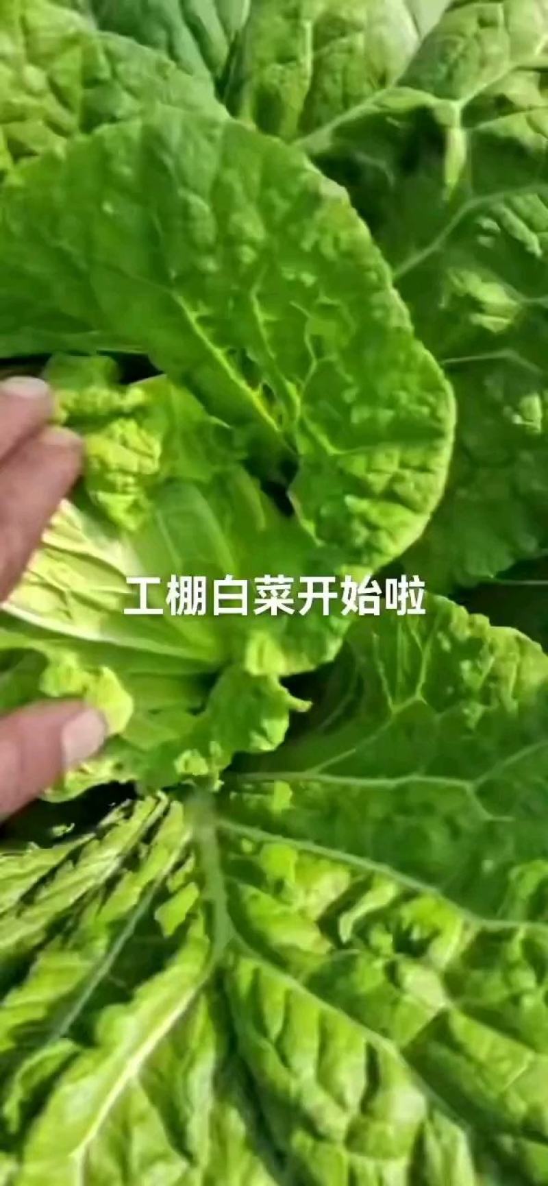 山东黄心白菜，春季黄心大白菜，无开花，无烧心大量供应