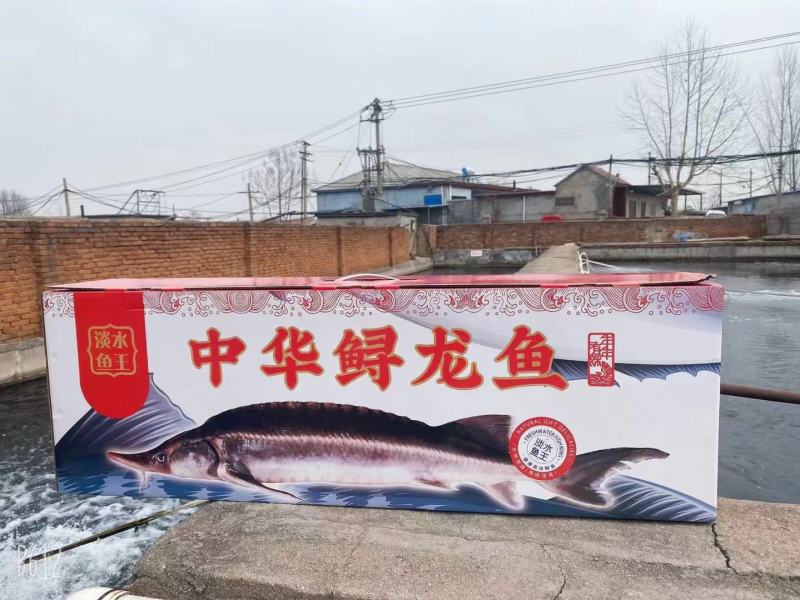 鲟鱼冻品各种规格都有，价格低，质量优，全国发货