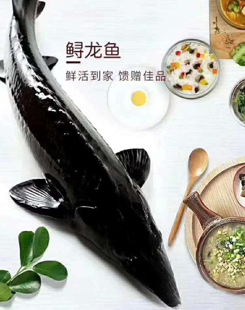 养殖场常年批发各种规格鲟鱼，鲟鱼饲料，一吨以上包运