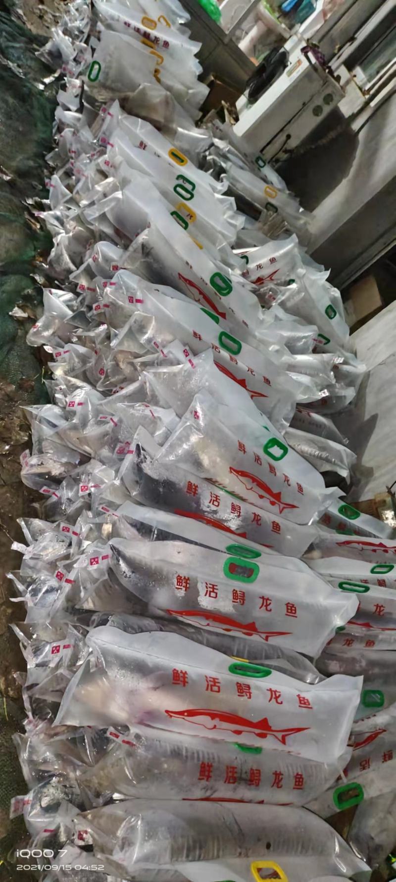 养殖场常年批发各种规格鲟鱼，鲟鱼饲料，一吨以上包运
