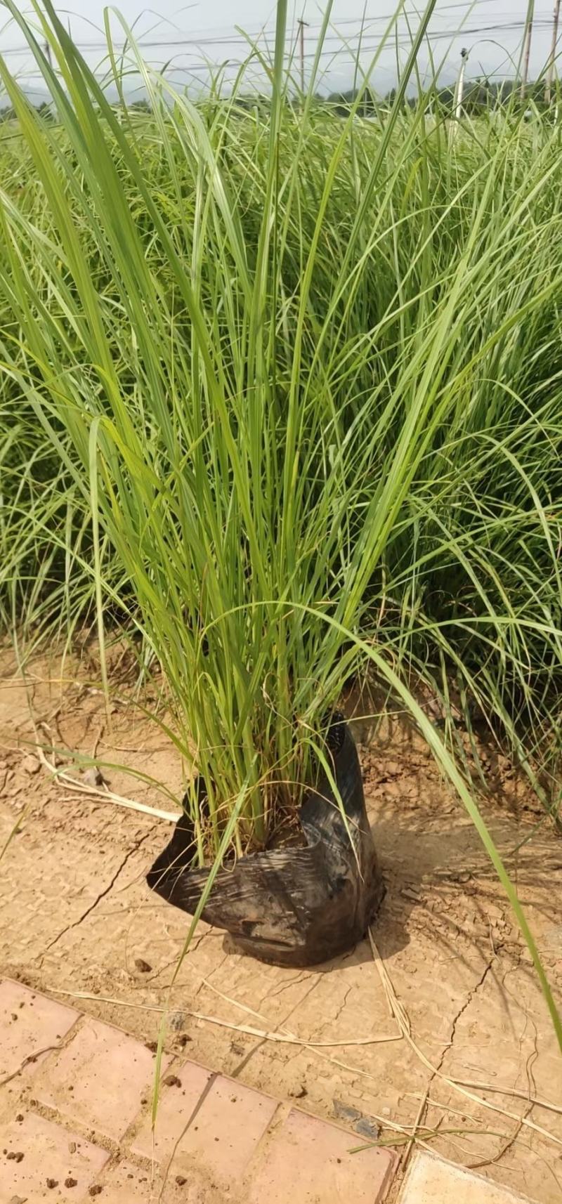 细叶芒细叶芒基地细叶芒大量出售欢迎选购