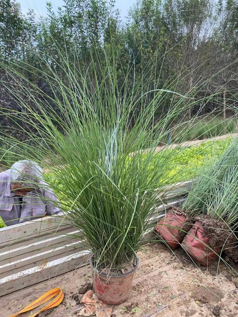 细叶芒细叶芒基地细叶芒大量出售欢迎选购