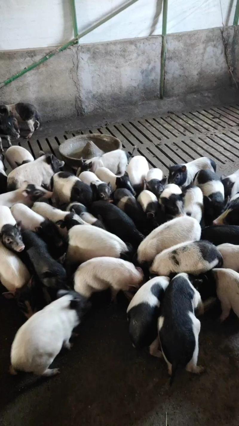 批发巴马香猪藏香猪种苗怀孕母猪商品猪质量保证全国发货放养