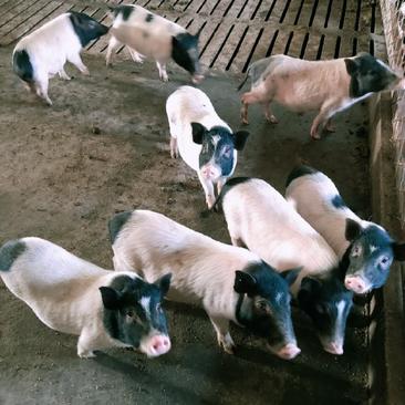批发巴马香猪藏香猪种苗怀孕母猪商品猪质量保证全国发货放养