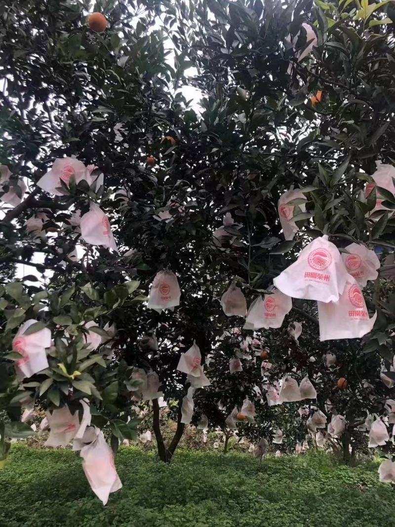 不知火，爱媛，丑橘