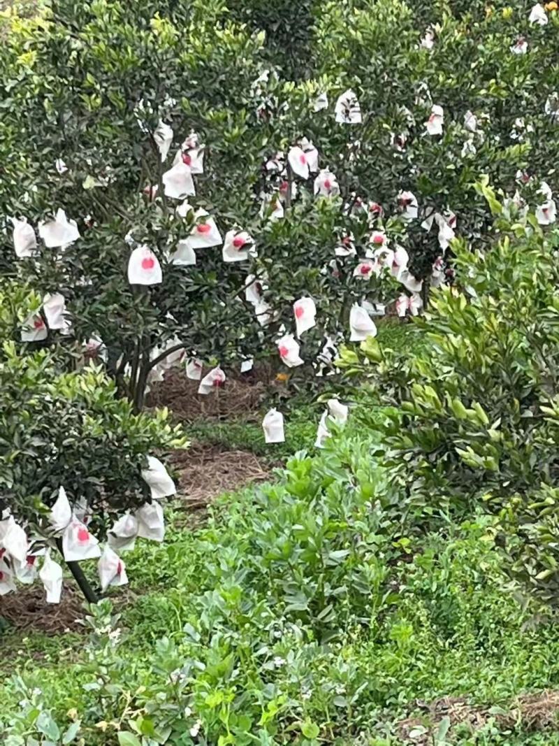 不知火，爱媛，丑橘