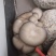 平菇优良品种，一级试管种，原种灰黑色，广温型，抗病高产，