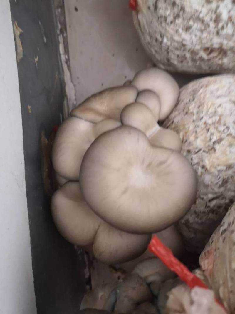 平菇优良品种，一级试管种，原种灰黑色，广温型，抗病高产，