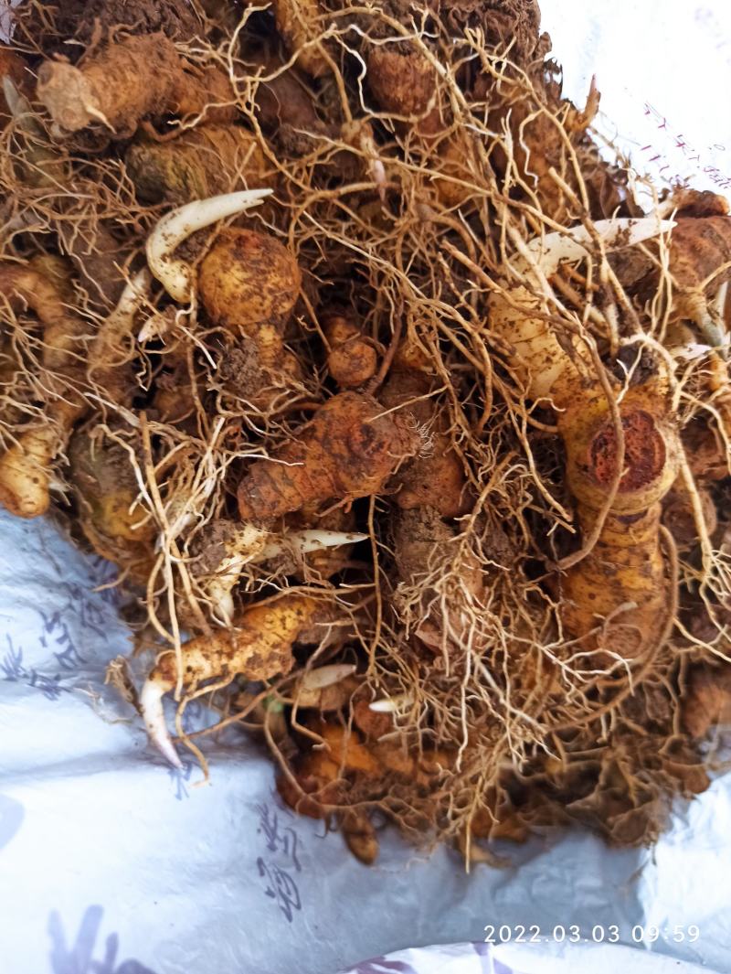 黄精苗，多花姜形黄精苗，黄精块茎苗，老虎姜苗，全芽黄精苗